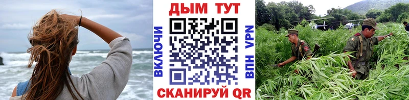 Купить  Сальск  Канабис OG Kush 